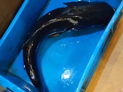 -旭龙鱼头王(航华店)