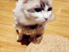 -啵啵喵·猫咖(攀华国际店)