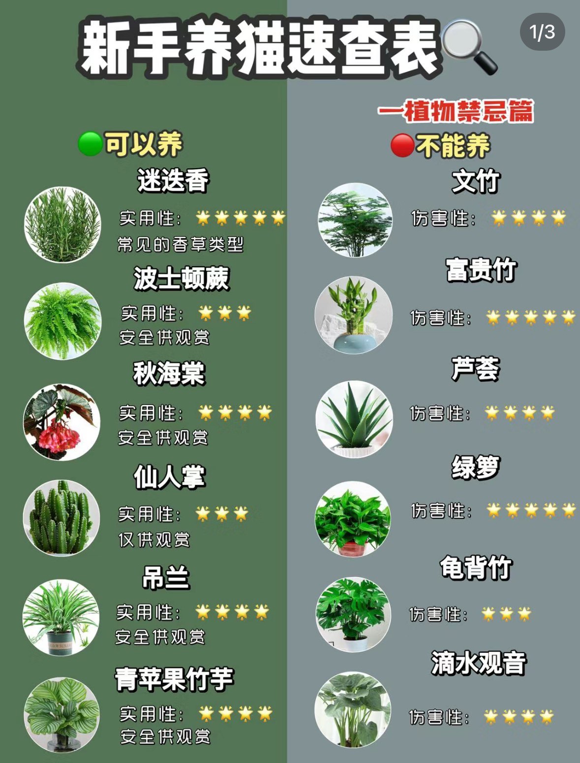 植物花猫的养殖图片