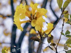 -洲头咀公园