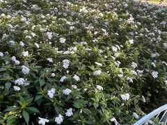 -黑龙江省森林植物园