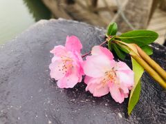 -桤木河湿地公园