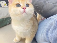 -lincat·猫舍(广州店)