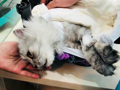 -纳吉亚猫专科动物医院博雅分院