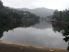 -银湖山郊野公园-相思林