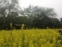-圩墩遗址公园