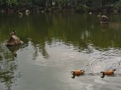 -呀诺达热带雨林