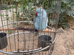 -南宫五洲植物乐园