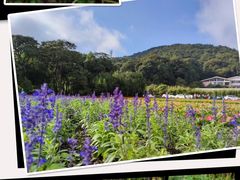 -广州市石门国家森林公园