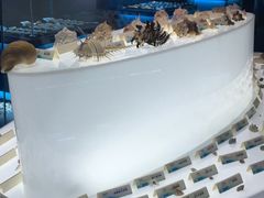 -贝壳梦幻世界