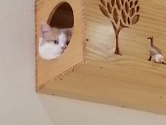 -藏猫猫咖啡主题馆(中央大道店)