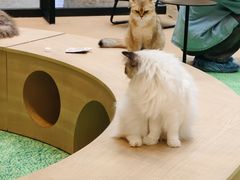 -爪爪喵星球·猫舍(卓悦中心店)