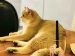 -猫小院猫主题餐厅(三里屯店)