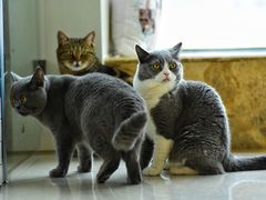 -Catmate·猫肥家润(金润铂宫店)