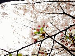 -西安青龙寺遗址景区