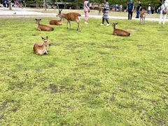 -奈良公园