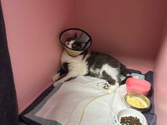 -严国平动物医院(德政总院)