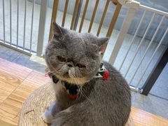 -啵啵喵·猫咖(攀华国际店)