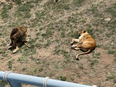 -西霞口神雕山野生动物世界