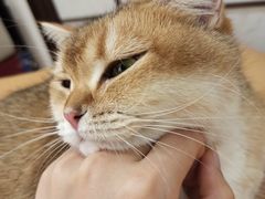 -逗柴咖啡屋·狗咖猫咖宠物桌游