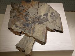 -辽宁古生物博物馆