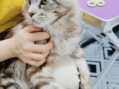 -十年猫舍·猫咪专门店(普陀店)