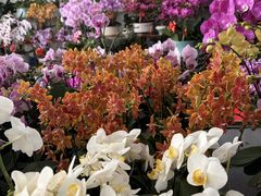 -龙大花卉苗木市场