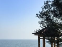 -广东惠东海龟国家级自然保护区