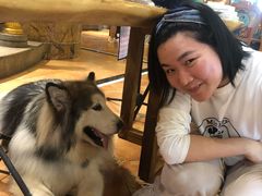 -more than meow吴止猫主题餐厅(承德 中船汇店)