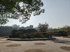 -嘉定紫藤园