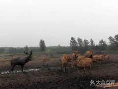 -溱湖国家湿地公园