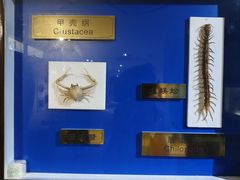 -上海昆虫博物馆