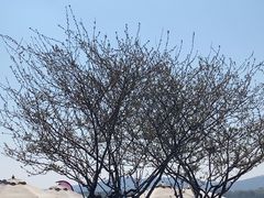 -望海·帆船主题咖啡厅•品茗下午茶(石湖景区店)