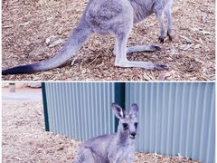 -费瑟代尔野生动物园