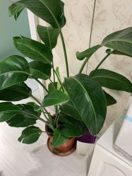 -茜茜美妍堂·华熙生物·甜朵体验中心