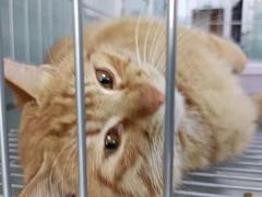-嘉馨宠物医院·CT影像转诊·心脏科·犬猫全科诊疗中心(下沙大学城院区)