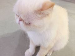 -Heymao猫咖.咖啡厅(东门店)