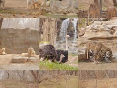 -北京野生动物园