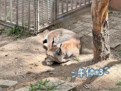 -青藏高原野生动物园