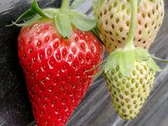 -胜丰草莓采摘园