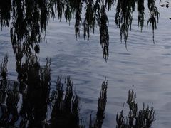 -上海辰山植物园
