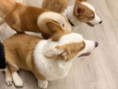 -浣熊柯尔鸭土拨鼠·电玩咖