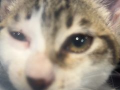 -宠颐生宠物医院·异宠猫科内科·诊疗中心宠巢店