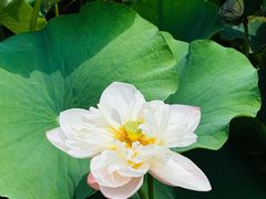 -洛阳市隋唐城遗址植物园