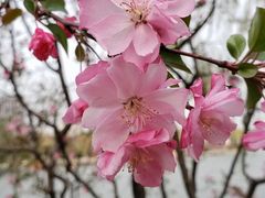 -大宁郁金香公园-停车场