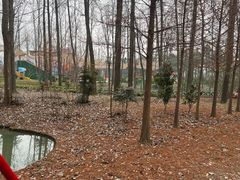 -合肥滨湖国家森林公园