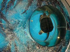 -魏铭鱼头捞饭(晋阳路店)