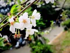 -武汉大学-樱园