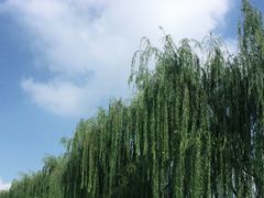 -洨河生态公园