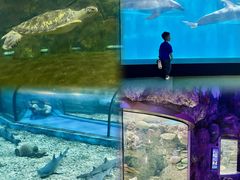 -福州罗源湾海洋世界旅游区